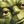 lucasthumb